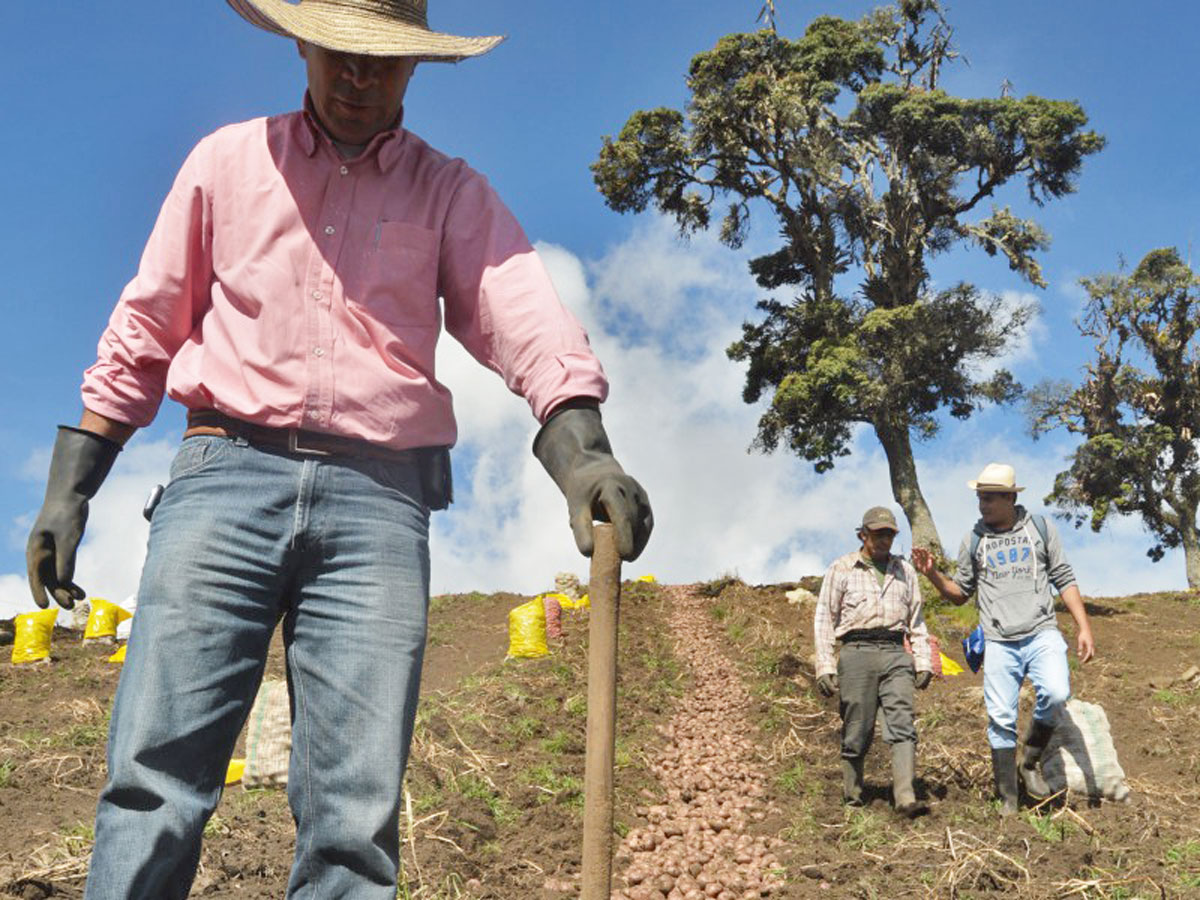 Campo Vivo